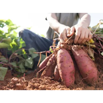 Fresh Sweet Potato 